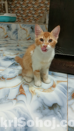 মিক্সড মেল ক্যাট